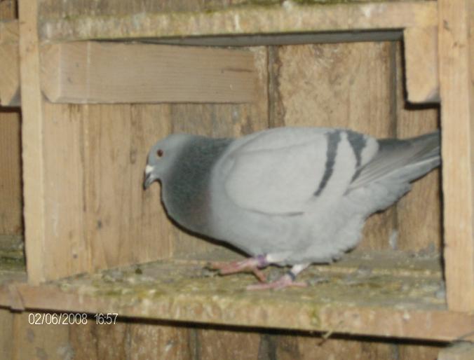 fiu olandeza - polonezu