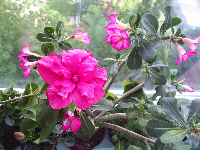 Hibiscus involt lila si adenium