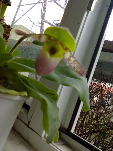 Paphiopedilum 'Pinocchio' - Paphiopedilum 2009