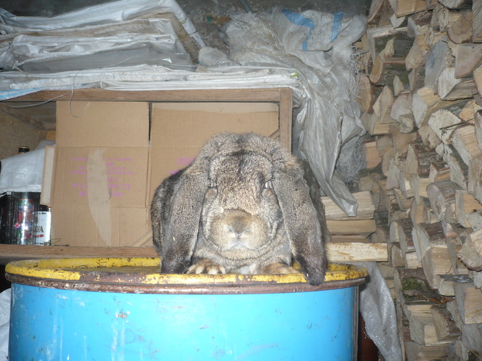 poze iepuri 2504 231 - berbecutii mei 27-12-2009
