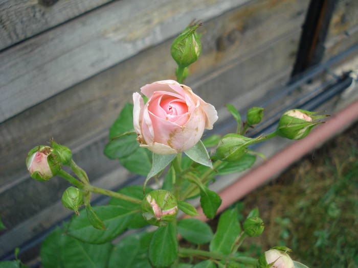 Rose Pleasure (2009, May 29) - Rose Pleasure