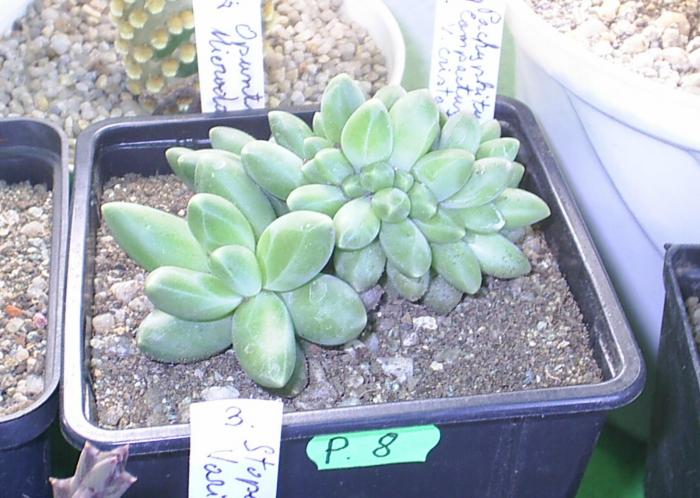 Pachyphitum compactum  v.cristata