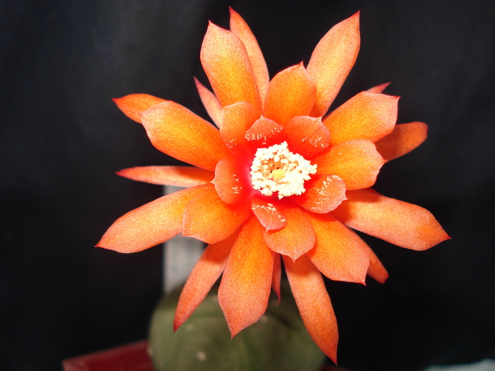 Matucana madisoniorum