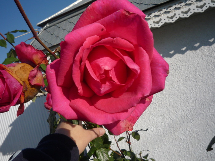 P1010837; trandafir roz
