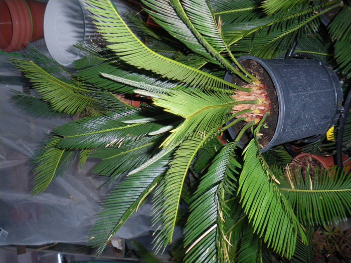 cycas - flori si plante ornamentale