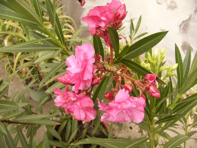 nerium oleander