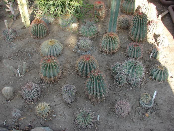 Livada de ferocactusi, plante la sol. - Cactusi la Constanta