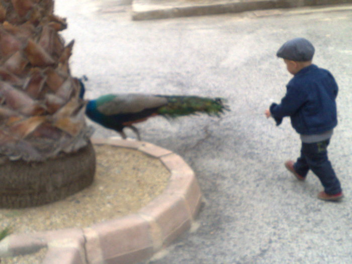 291120091103 - mini holiwood