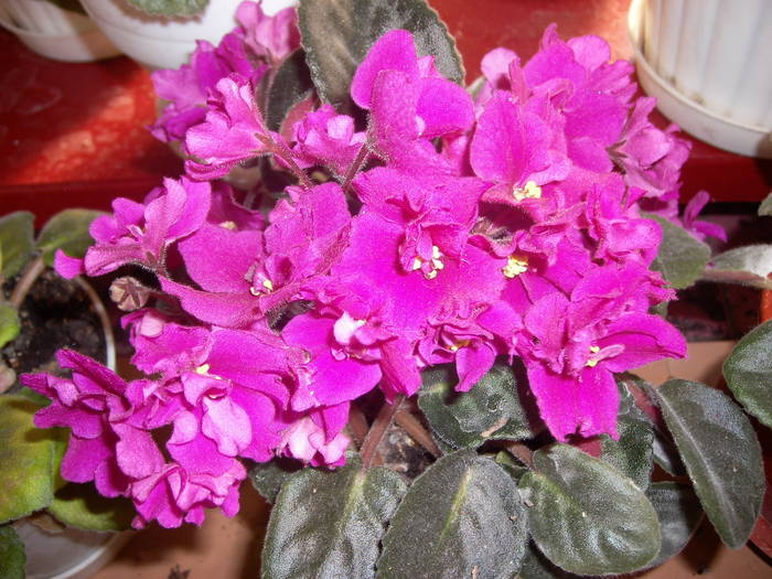 Violete de Parma - Flori - 2009