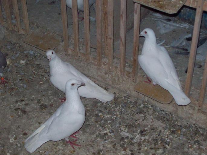 100_2766 - porumbei albi-nunti si ornament