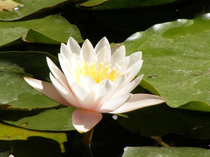 DSCF2990
