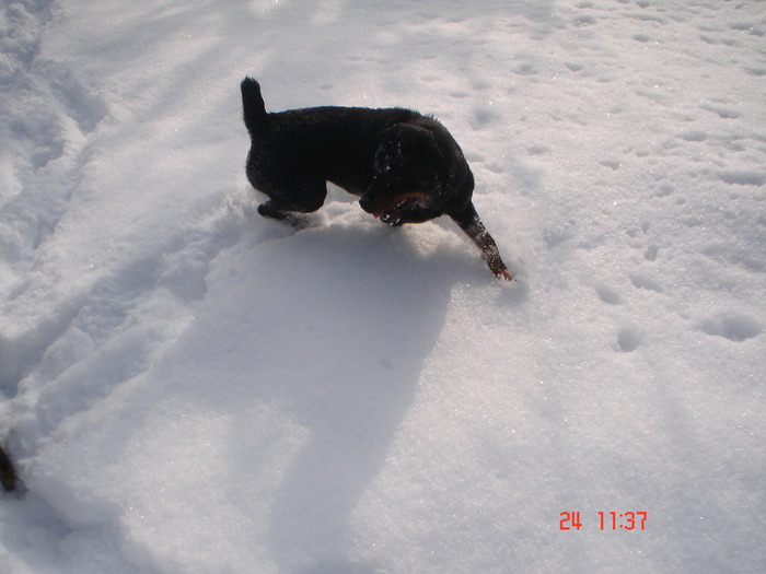 DSC08752 - Bella ianuarie 2010