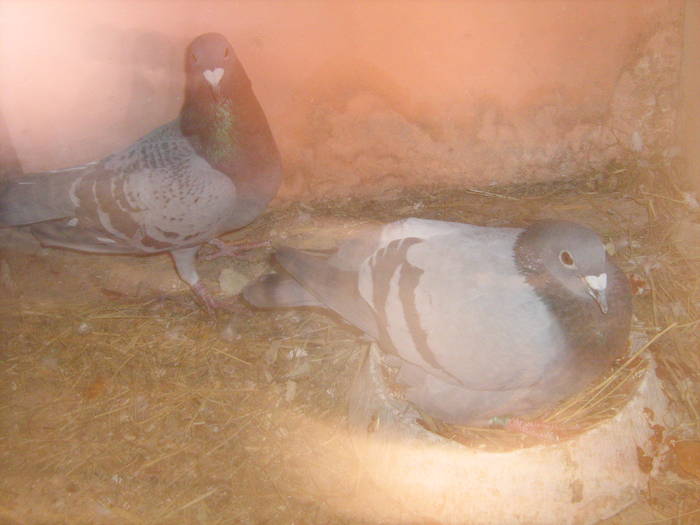 Perechea nr 4 - porumbei matca 2009