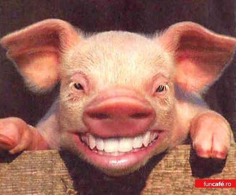 3154_pig_smile - Poze Haioase cu Animale