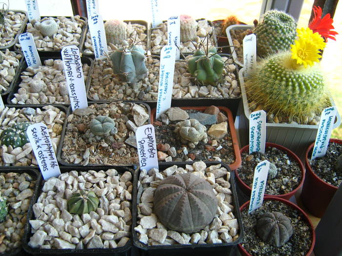 IMG_4458 - Cactusi 1 martie 2009