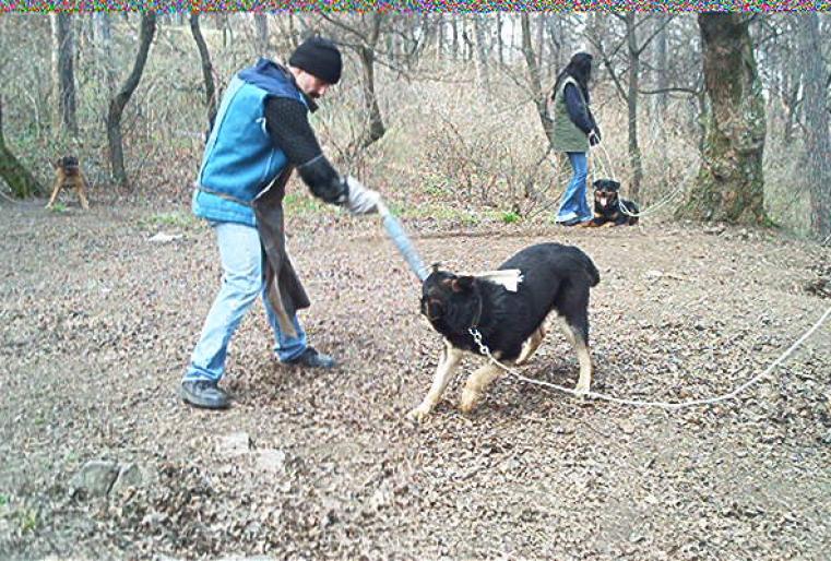 ax; ax la formarea muscaturi pe sul.
