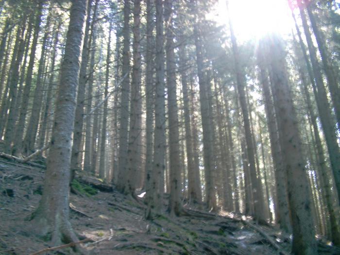 04120076 - Iezer-Papusa