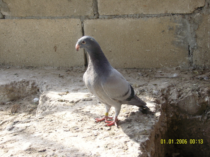 SNC11942; tineret 2009
