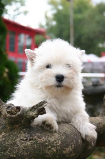 Picture 098 - West highland white terrier-Cezar