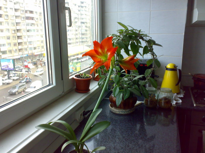 Amaryllis (Cara) 31 mart 2008 (2)