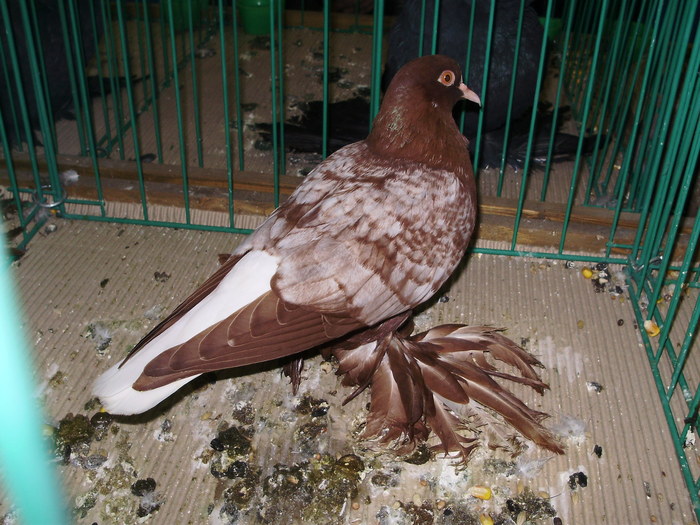 9519 cc 0 - 1507 partea 4