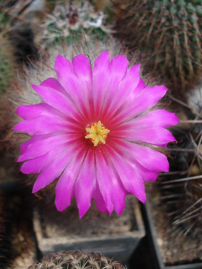 Mammillaria guelzowiana - Cactusi