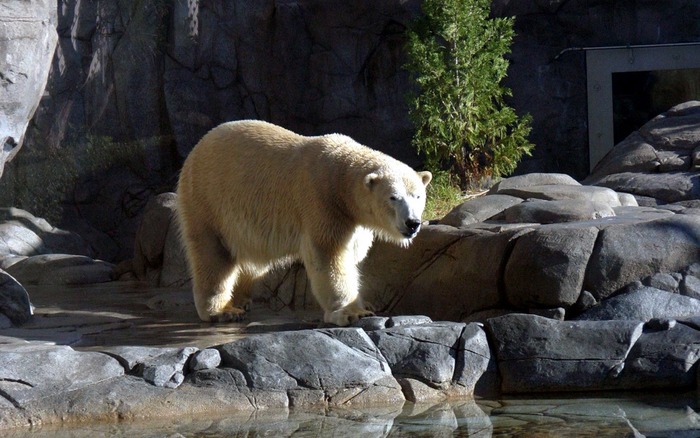 110_polarbear_1440x900