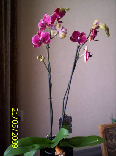 Orhidee phale 21 mai 2009 (1)