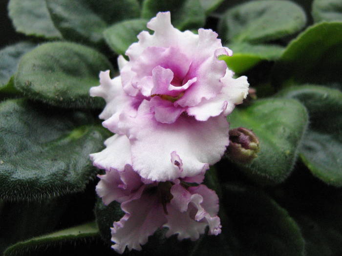 Royal Spring - violete