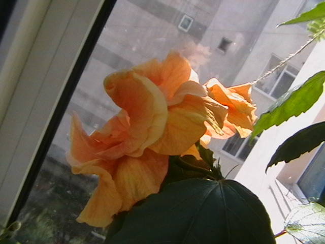 20.03 - hibiscus 2009