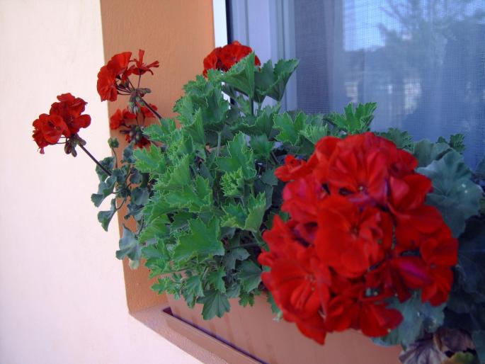 muscate in august - Plantele mele de terasa si exterior
