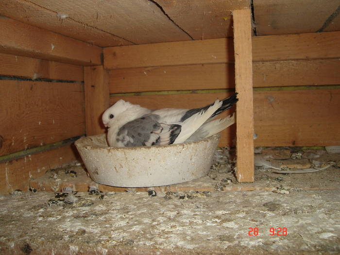 85 - C Porumbei Blueti si Satineti Vechi