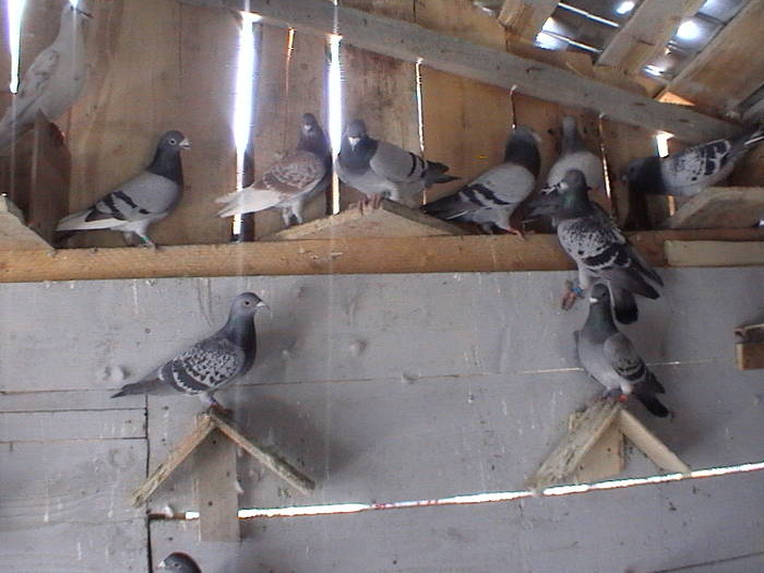 DVC00096 - porumbeii mei