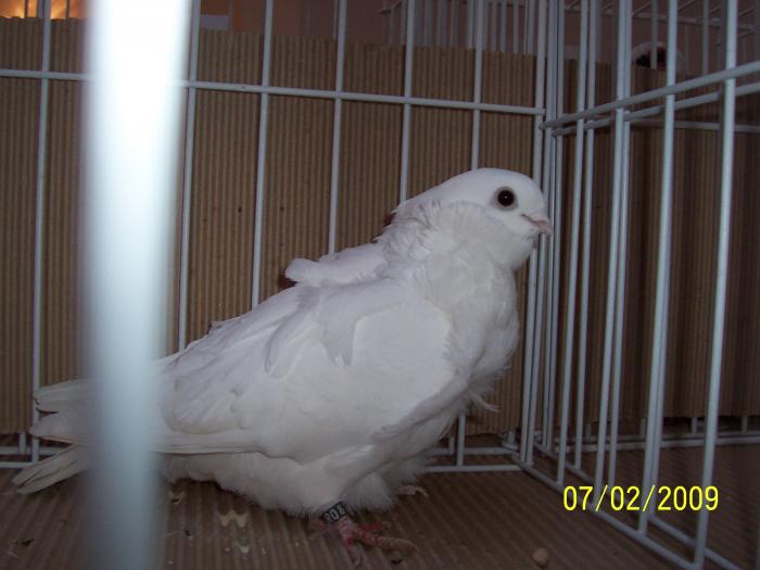 Expo Oradea 2009 039