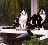 KEFAMGMGXNIYMDXYSLD - pisicute