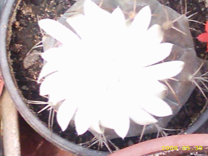 26-Gymnocalycium asterium ? - cactusi