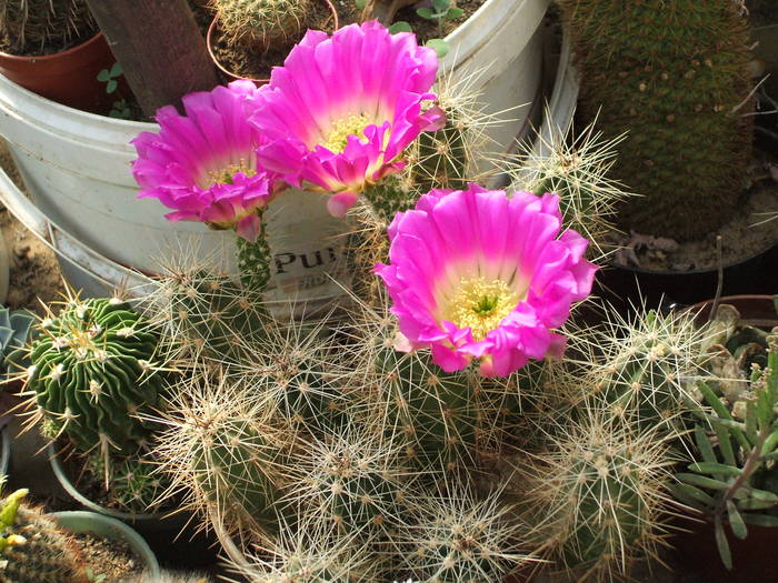 Echinocereus marmoratus