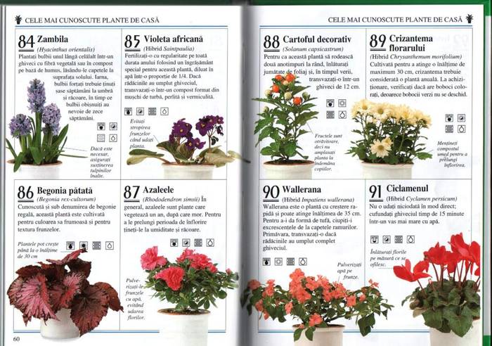 30 - informatii plante