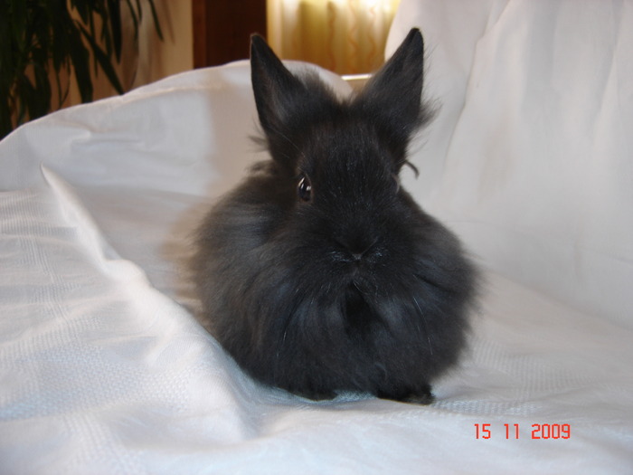 DSC03547 - Iepuri Lionhead de vanzare