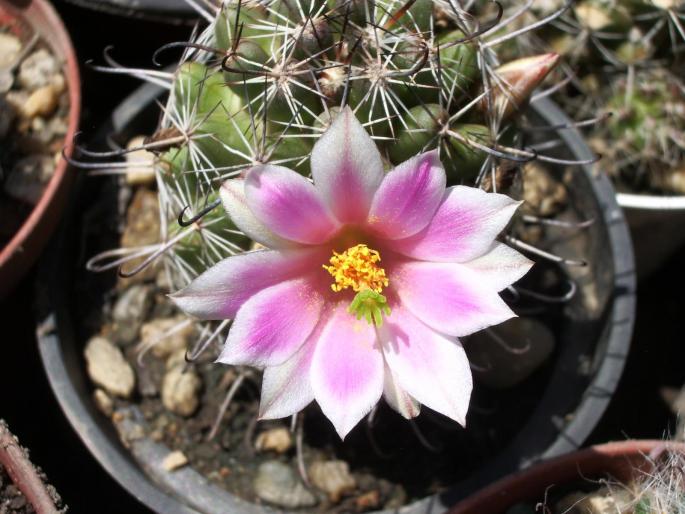 Mammillaria