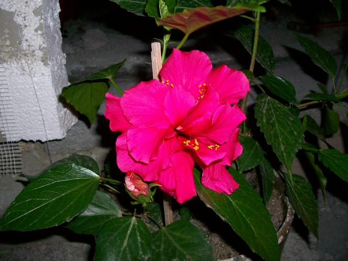 100_0416 - hibiscus