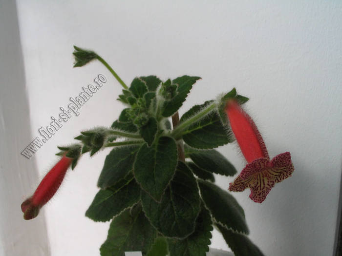 Kohleria Hanna Roberts 2 - KOHLERIA I