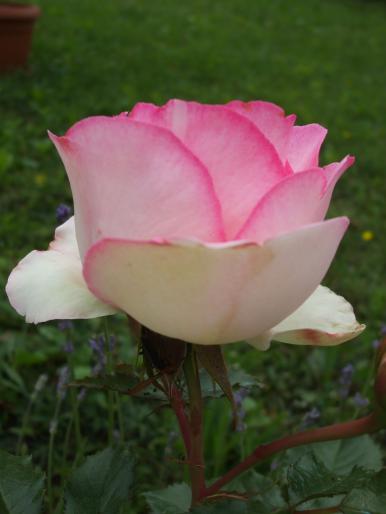 Eden Rose - trandafiri