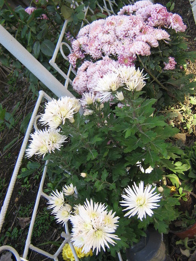 14noiembrie 007 - flori de gradina 2009