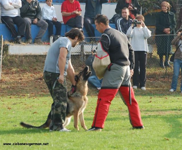 constanta22 - B1Scoala dresaj del Gringo