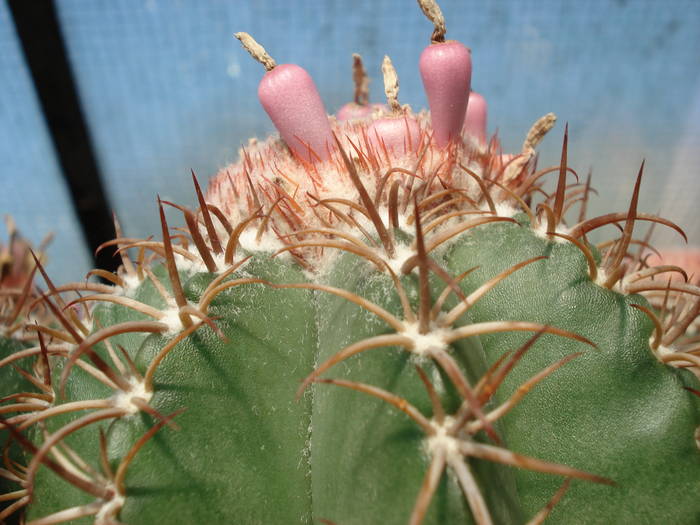 Melocactus matanzanus