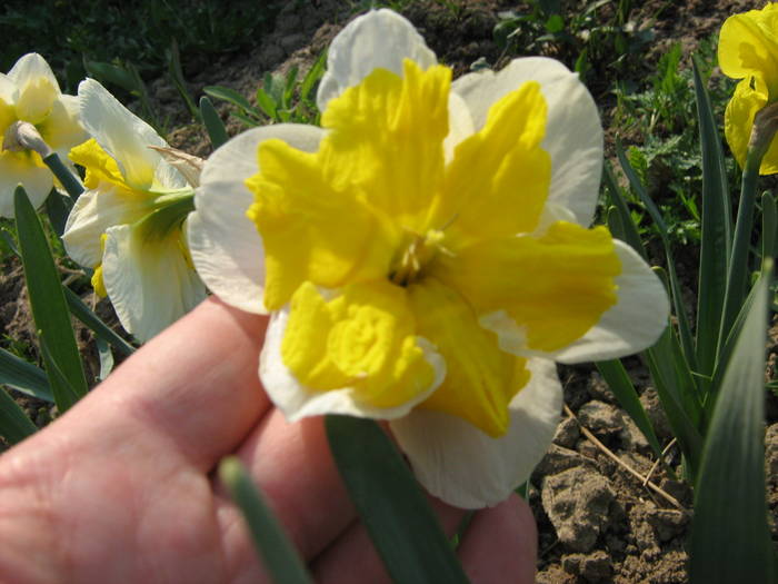 ; Narcisa de la mama lui Popgeo
