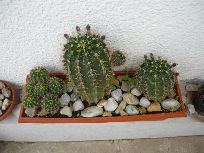 P1000252; cactusi
