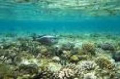 QTRBJZBXPGSDXVZMKNY - Marea bariera de corali