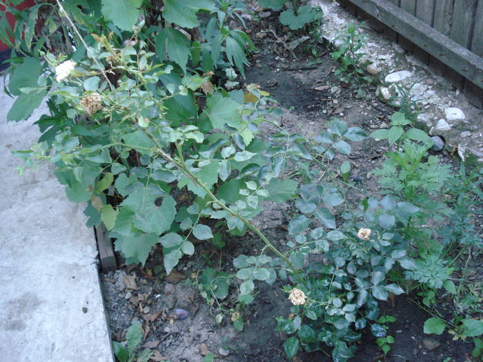 DSC09506